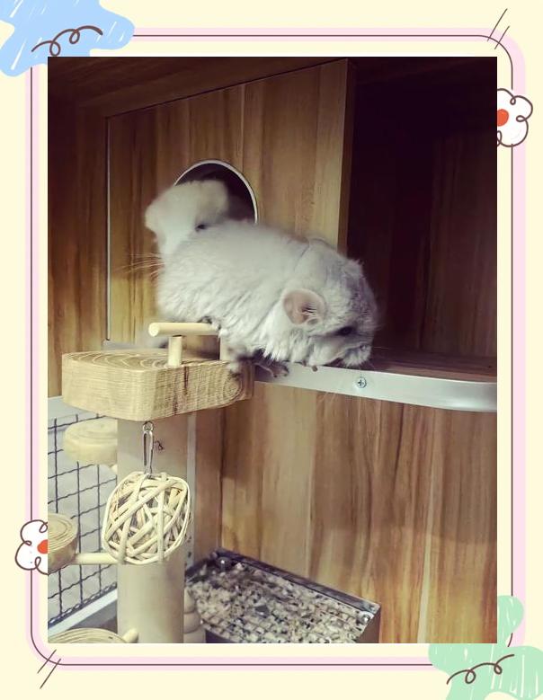龙猫养护秘籍：必备清单